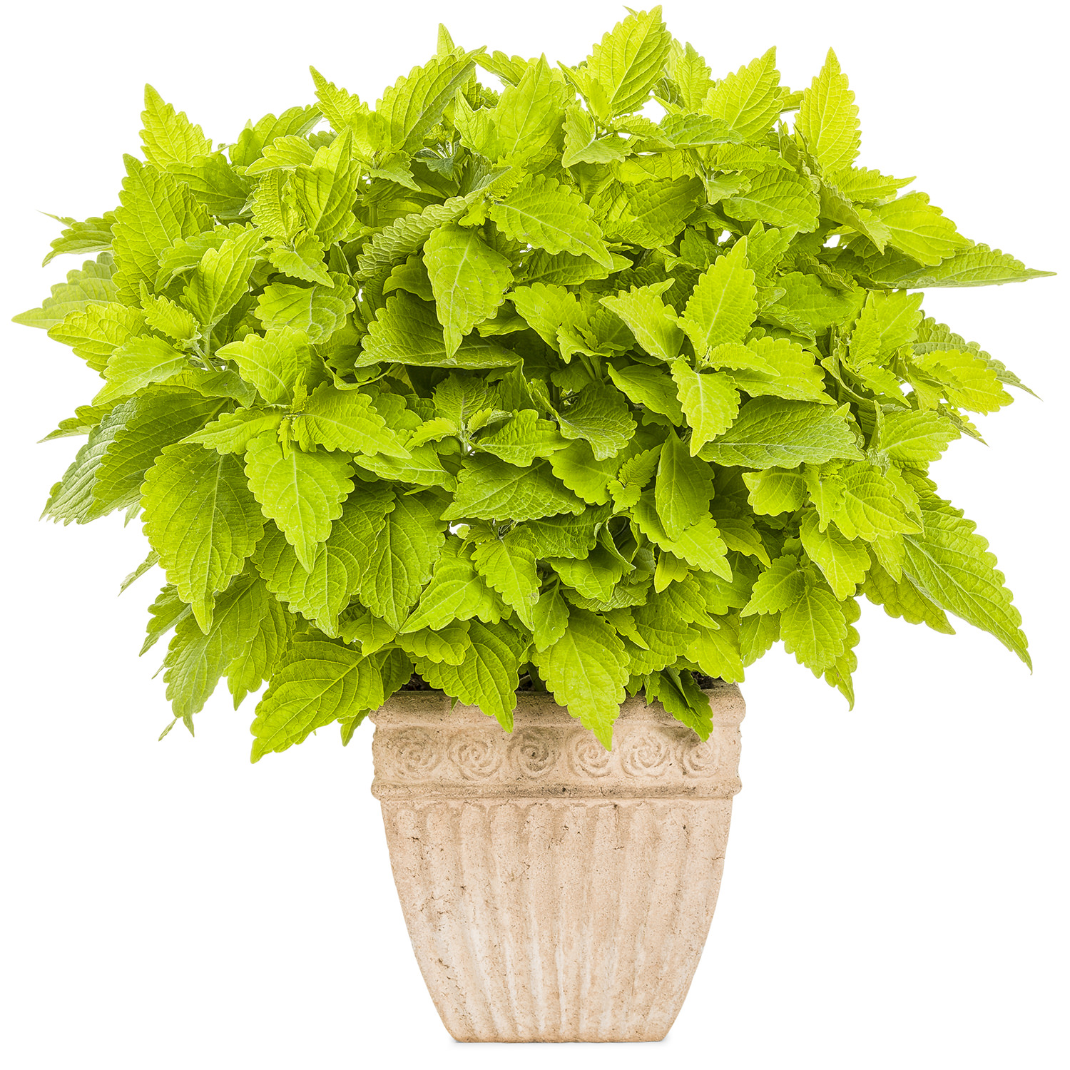 SOLENOSTEMON COLORBLAZE LIME TIME COLEUS