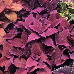 SOLENOSTEMON COLORBLAZE REDICULOUS COLEUS