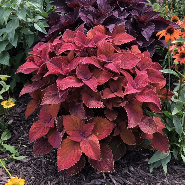 SOLENOSTEMON COLORBLAZE REDICULOUS COLEUS