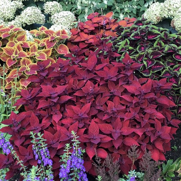 SOLENOSTEMON COLORBLAZE REDICULOUS COLEUS