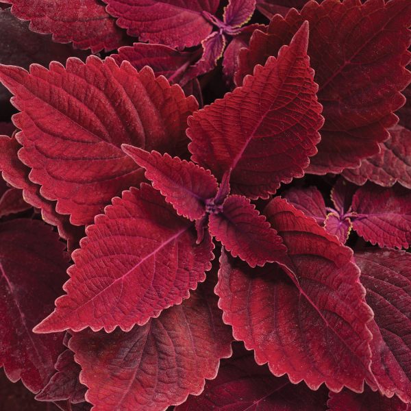 SOLENOSTEMON COLORBLAZE REDICULOUS COLEUS