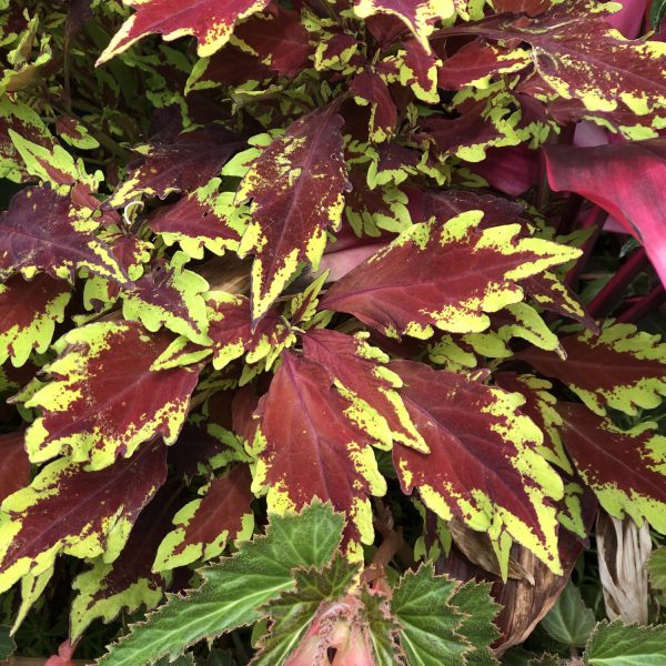 SOLENOSTEMON COLORBLAZE ROYALE APPLE BRANDY COLEUS