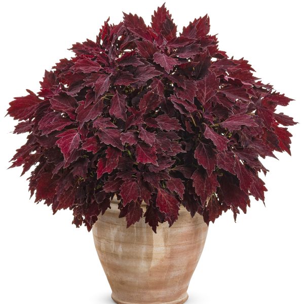 SOLENOSTEMON COLORBLAZE ROYALE CHERRY BRANDY COLEUS