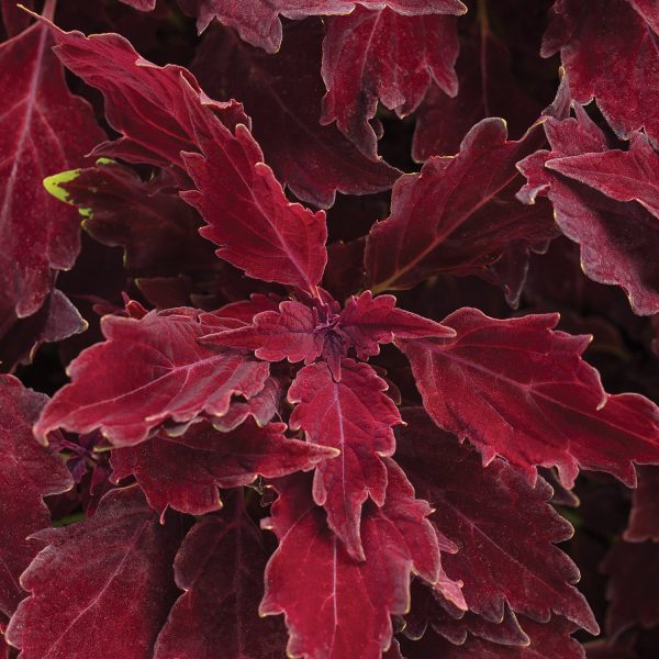 SOLENOSTEMON COLORBLAZE ROYALE CHERRY BRANDY COLEUS