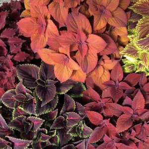 Coleus - Plectranthus