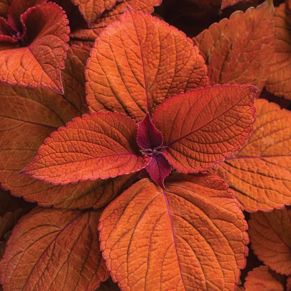 SOLENOSTEMON COLORBLAZE SEDONA SUNSET COLEUS