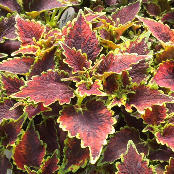 SOLENOSTEMON COLORBLAZE SKY FIRE COLEUS