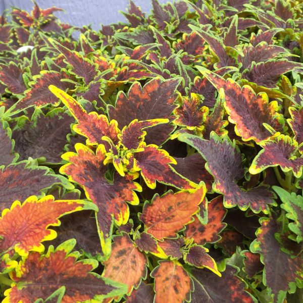 SOLENOSTEMON COLORBLAZE SKY FIRE COLEUS