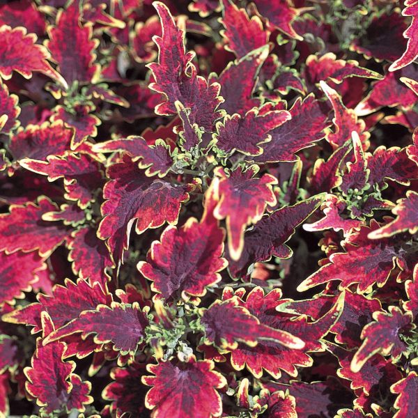 SOLENOSTEMON COLORBLAZE SKY FIRE COLEUS