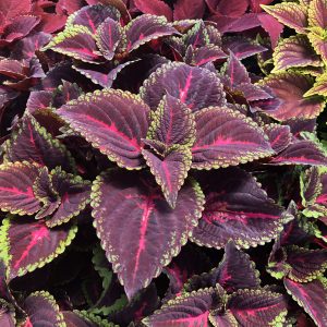 SOLENOSTEMON COLORBLAZE TORCHLIGHT COLEUS