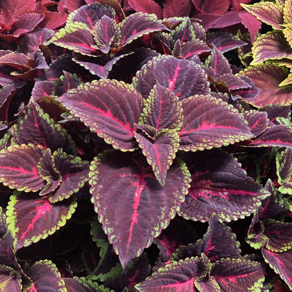 SOLENOSTEMON COLORBLAZE TORCHLIGHT COLEUS