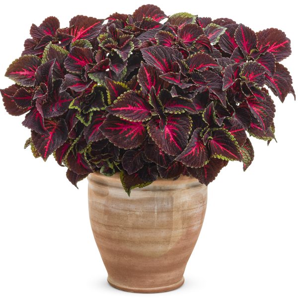 SOLENOSTEMON COLORBLAZE TORCHLIGHT COLEUS