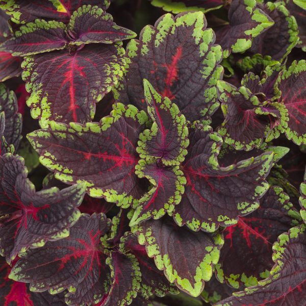 SOLENOSTEMON COLORBLAZE TORCHLIGHT COLEUS