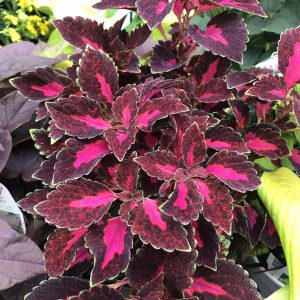 SOLENOSTEMON COLORBLAZE VELVETEEN COLEUS