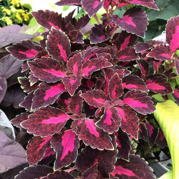 SOLENOSTEMON COLORBLAZE VELVETEEN COLEUS