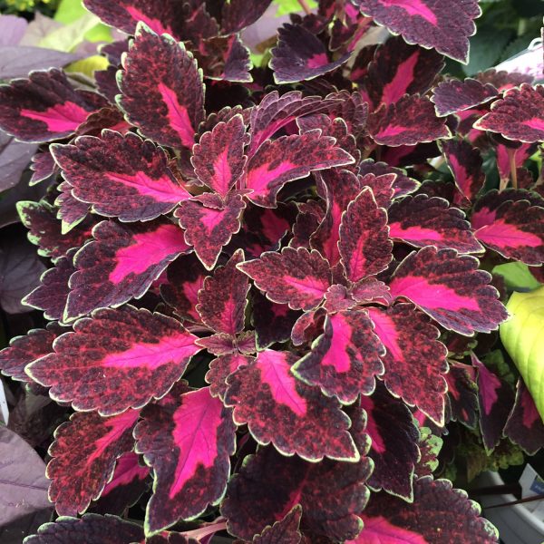 SOLENOSTEMON COLORBLAZE VELVETEEN COLEUS