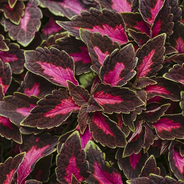 SOLENOSTEMON COLORBLAZE VELVETEEN COLEUS