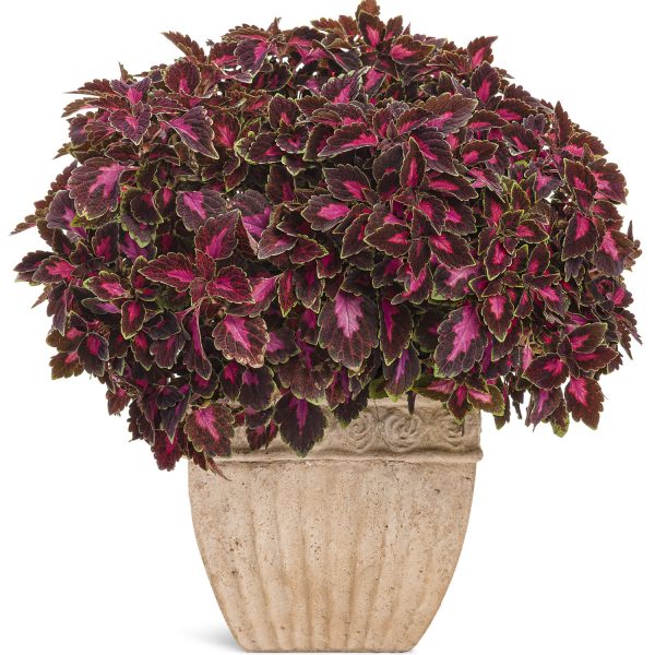 SOLENOSTEMON COLORBLAZE VELVETEEN COLEUS