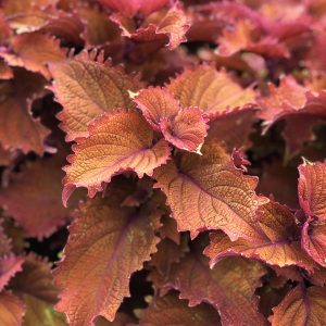 SOLENOSTEMON COLORBLAZE WICKED HOT COLEUS