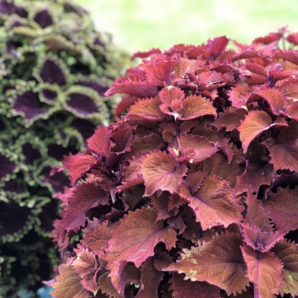 SOLENOSTEMON COLORBLAZE WICKED HOT COLEUS