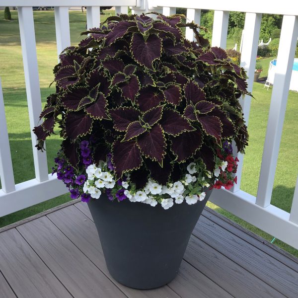 SOLENOSTEMON COLORBLAZE WICKED WITCH COLEUS