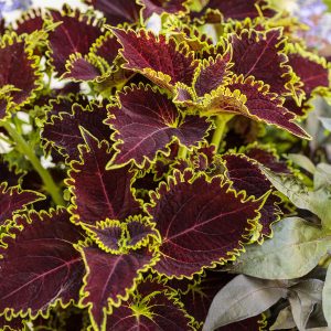 SOLENOSTEMON COLORBLAZE WICKED WITCH COLEUS