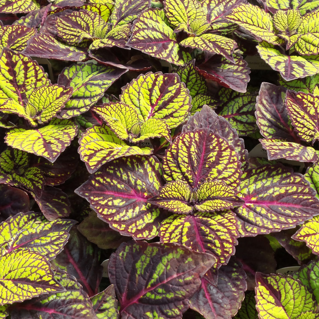 SOLENOSTEMON FISHNET STOCKINGS COLEUS