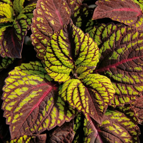 SOLENOSTEMON FISHNET STOCKINGS COLEUS