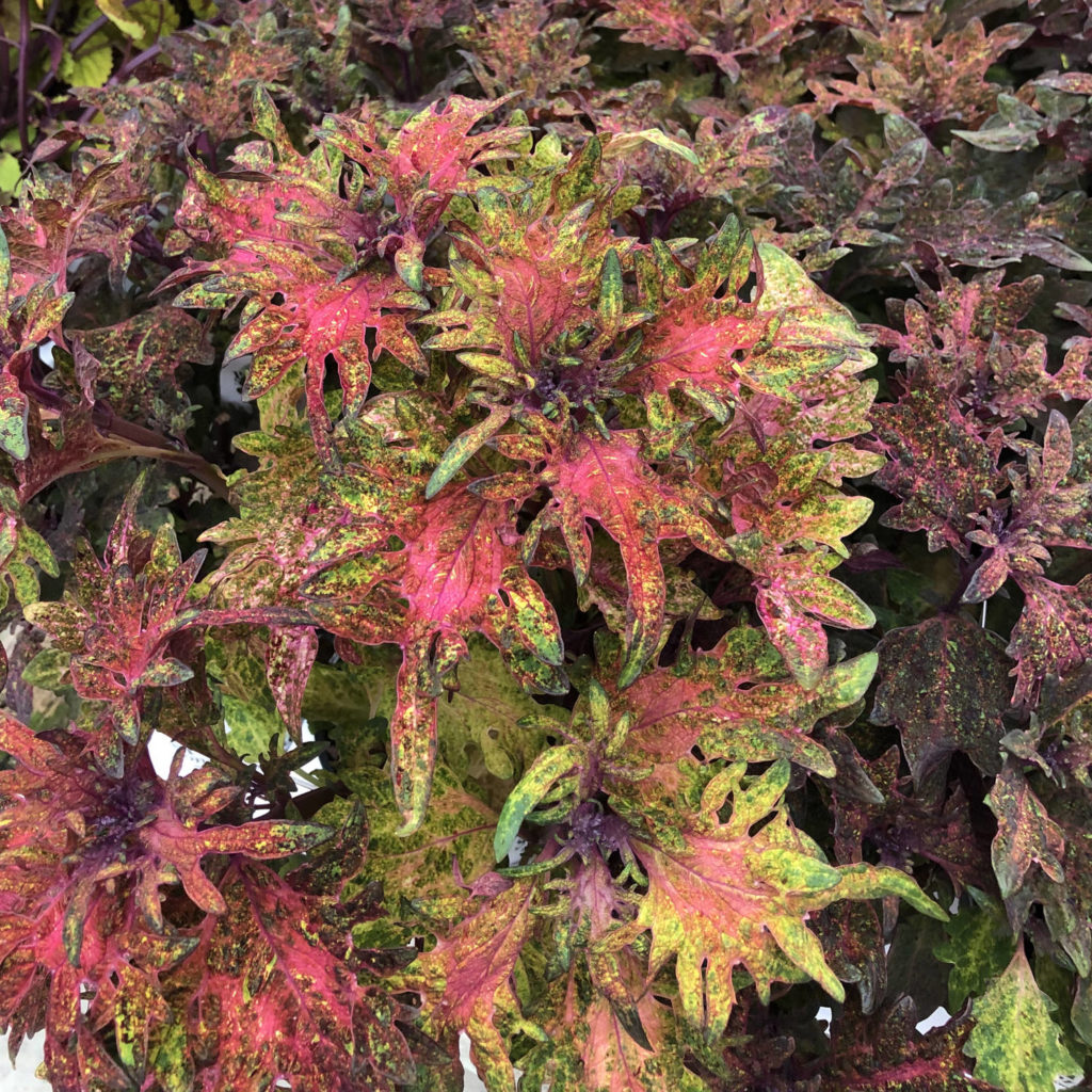 SOLENOSTEMON LIMON BLUSH COLEUS