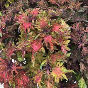 SOLENOSTEMON LIMON BLUSH COLEUS