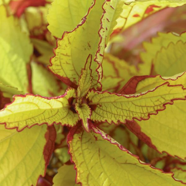 SOLENOSTEMON PINEAPPLE COLEUS