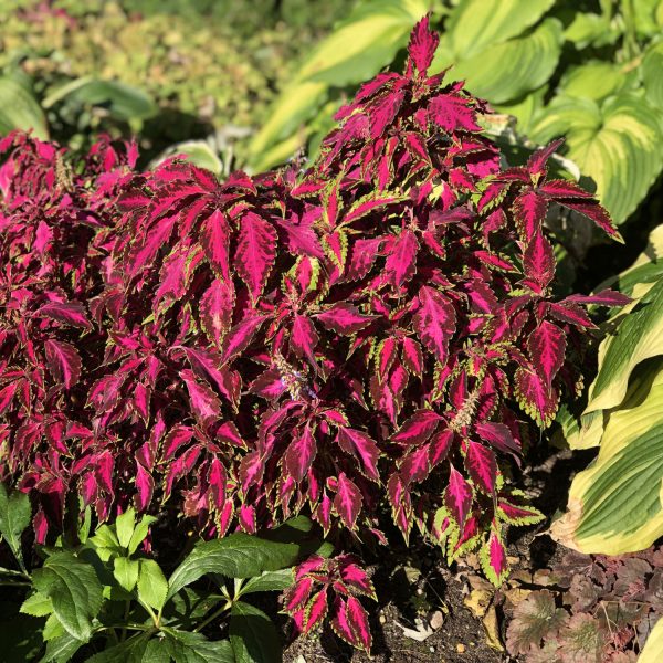 SOLENOSTEMON PINK CHAOS COLEUS