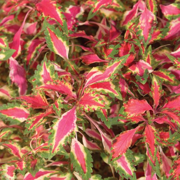 SOLENOSTEMON PINK CHAOS COLEUS