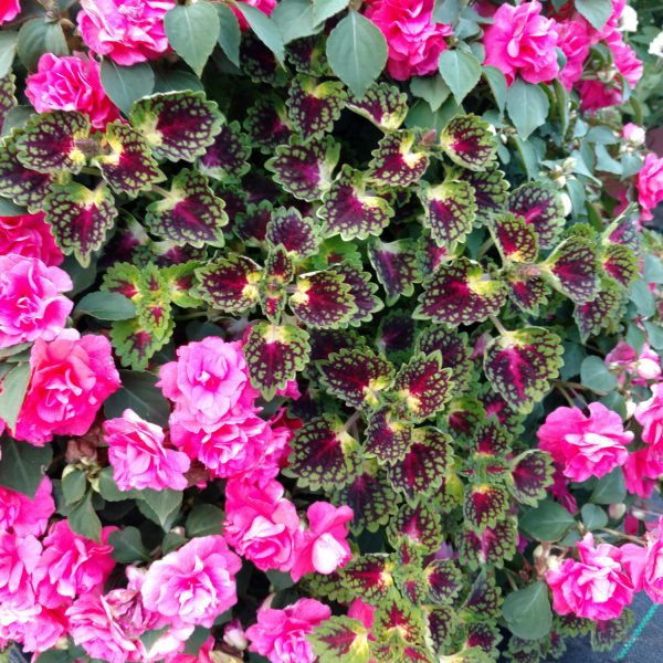 SOLENOSTEMON STRAWBERRY DROP COLEUS