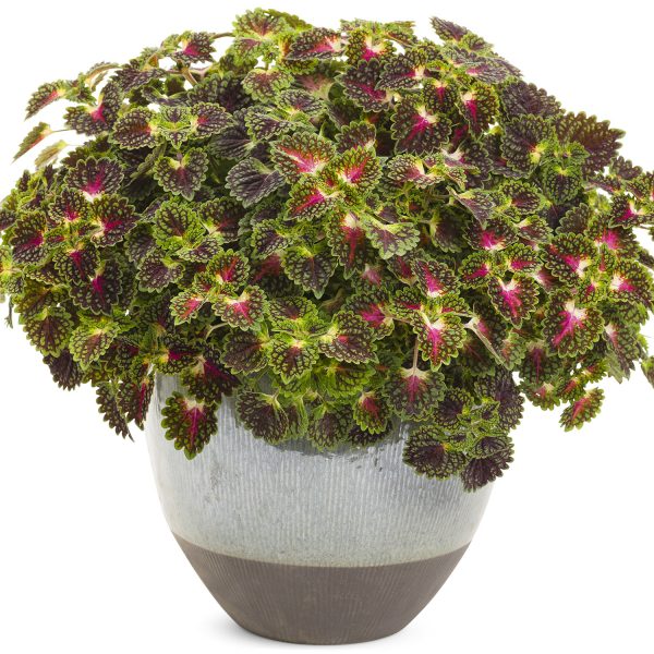 SOLENOSTEMON STRAWBERRY DROP COLEUS