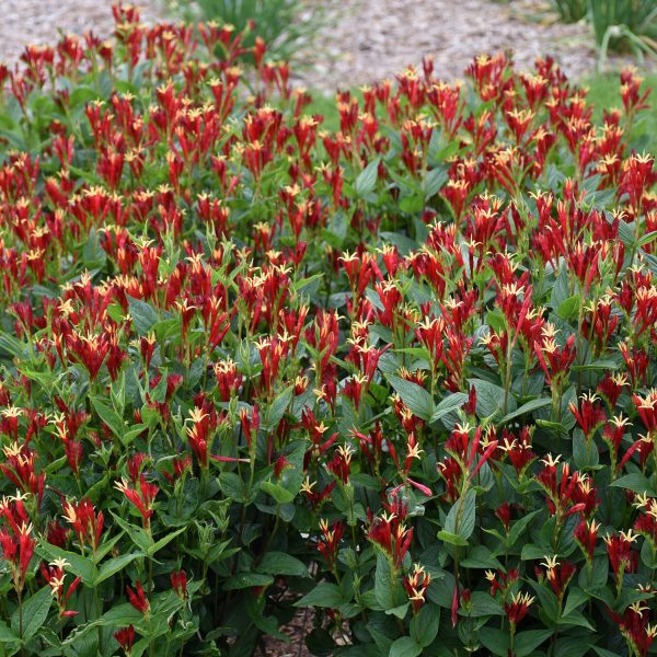 SPIGELIA LITTLE REDHEAD INDIAN PINK