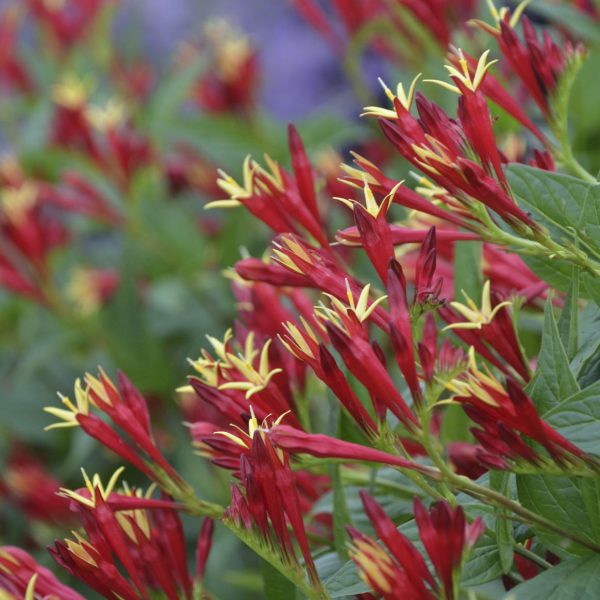 SPIGELIA LITTLE REDHEAD INDIAN PINK