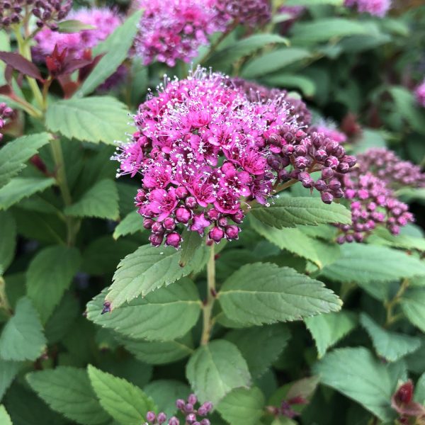 SPIRAEA DOUBLE PLAY ARTISAN SPIREA