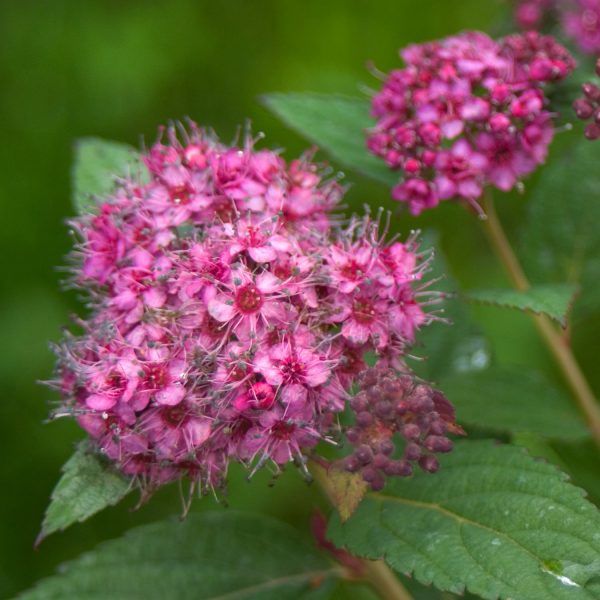 SPIRAEA DOUBLE PLAY ARTISAN SPIREA