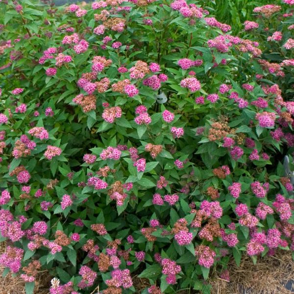 SPIRAEA DOUBLE PLAY ARTISAN SPIREA