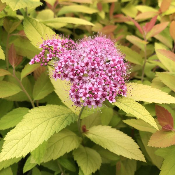 SPIRAEA DOUBLE PLAY BIG BANG SPIREA