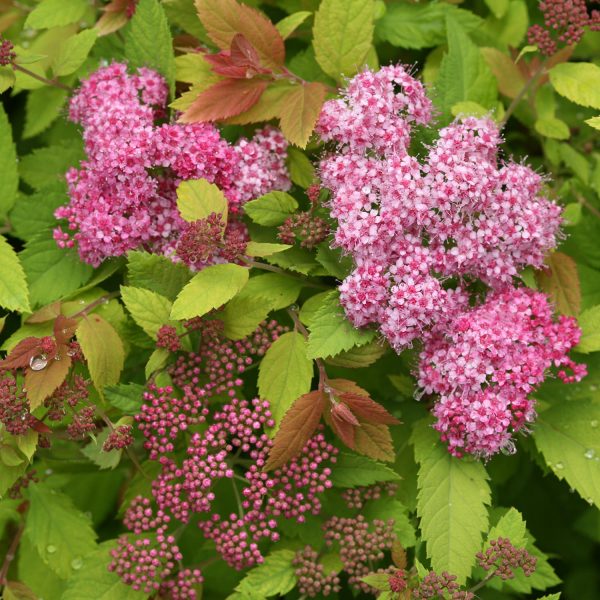 SPIRAEA DOUBLE PLAY BIG BANG SPIREA