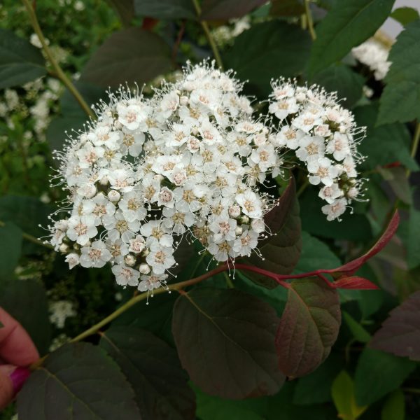 SPIRAEA DOUBLE PLAY BLUE KAZOO SPIREA