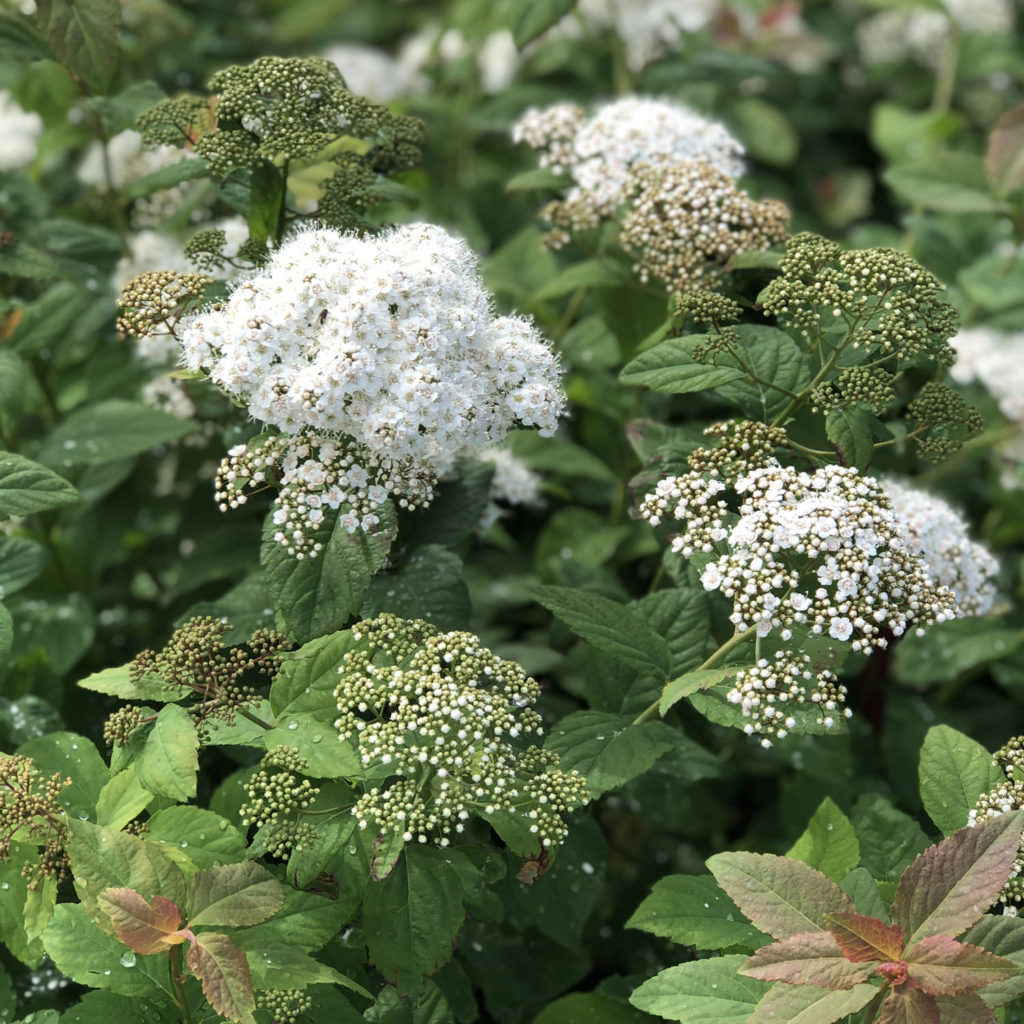 DOUBLE PLAY® BLUE KAZOO® Spirea Order Online