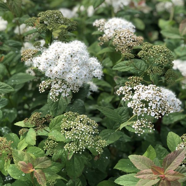 SPIRAEA DOUBLE PLAY BLUE KAZOO SPIREA