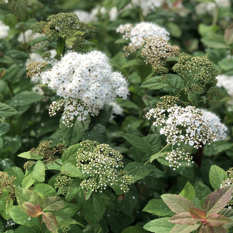 DOUBLE PLAY® BLUE KAZOO® Spirea Order Online