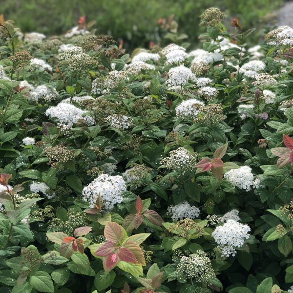 SPIRAEA DOUBLE PLAY BLUE KAZOO SPIREA