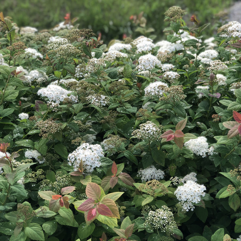 DOUBLE PLAY® BLUE KAZOO® Spirea Order Online