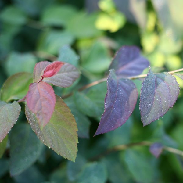 SPIRAEA DOUBLE PLAY BLUE KAZOO SPIREA