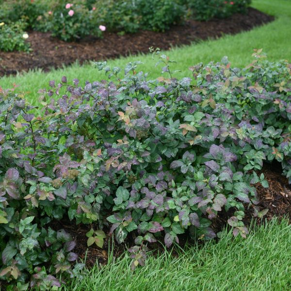 SPIRAEA DOUBLE PLAY BLUE KAZOO SPIREA